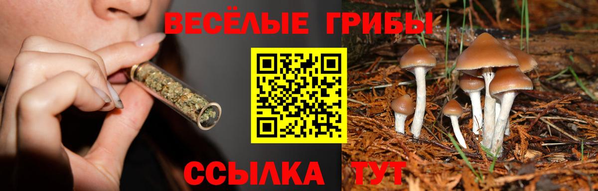 Псилоцибиновые грибы Psilocybine cubensis Спасск-Дальний
